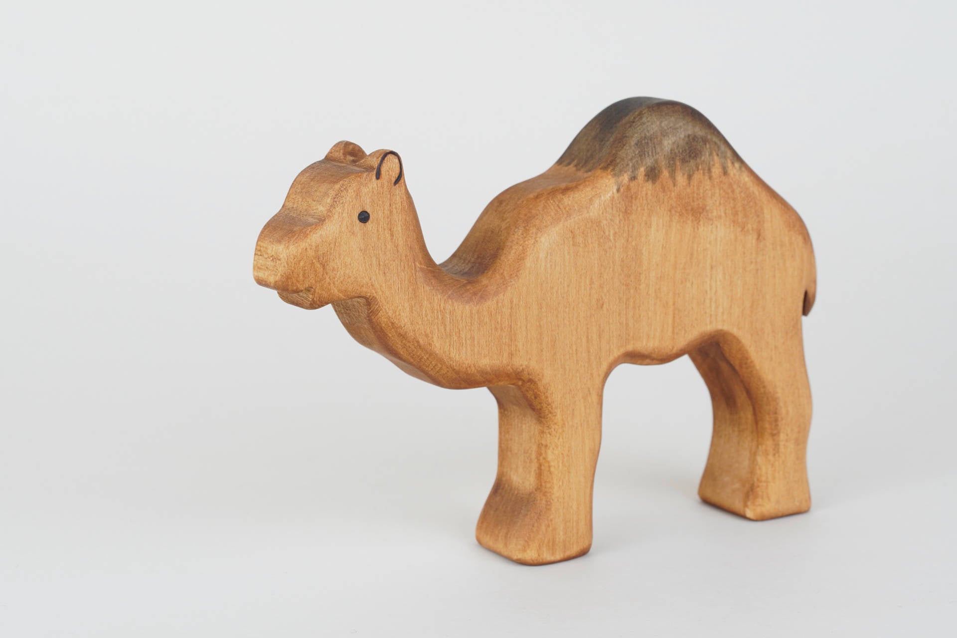 Dromedar groß Kopf gesenkt