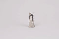 Pinguin klein