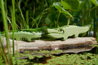 Krokodil gross