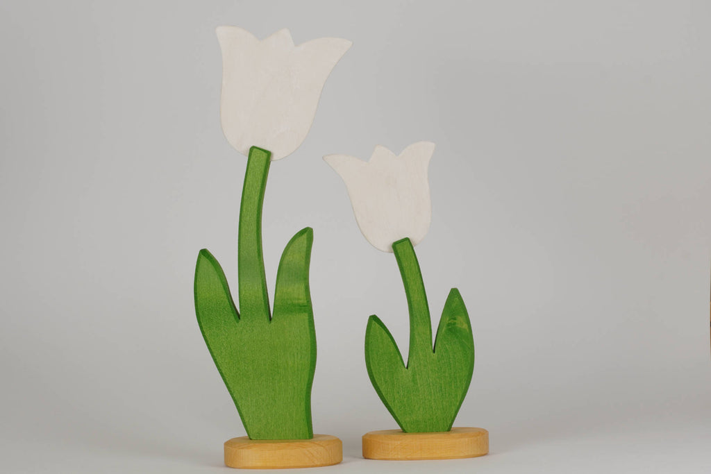 Tulpe groß weiß
