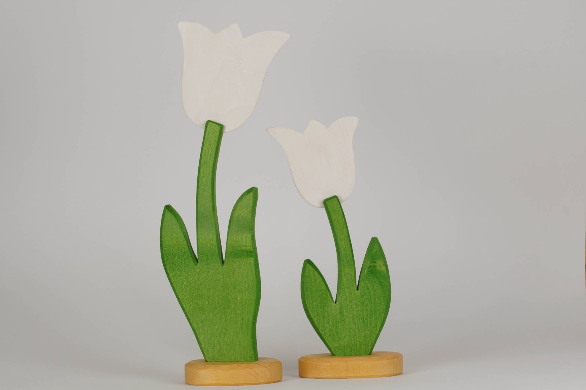 Tulpe groß weiß