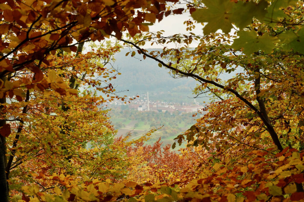 Wald mit Blick zur Teck